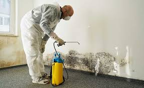 Why You Should Choose Our Mold Remediation Services in Weston, FL