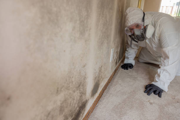 Best Mold Remediation for Healthcare Facilities  in Weston, FL