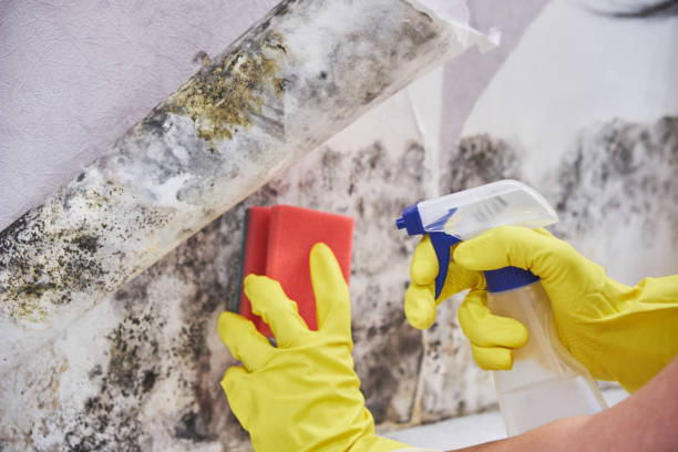 Asbestos and Lead Testing During Mold Inspection in Weston, FL